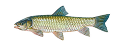 grass carp