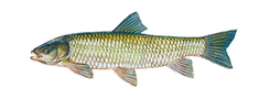 Grass Carp